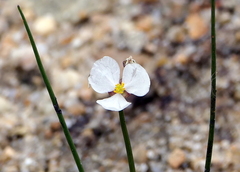 Sagittaria teres