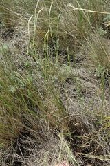 Dianthus leptopetalus