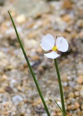 Sagittaria teres