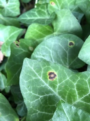 Xanthomonas campestris hederae