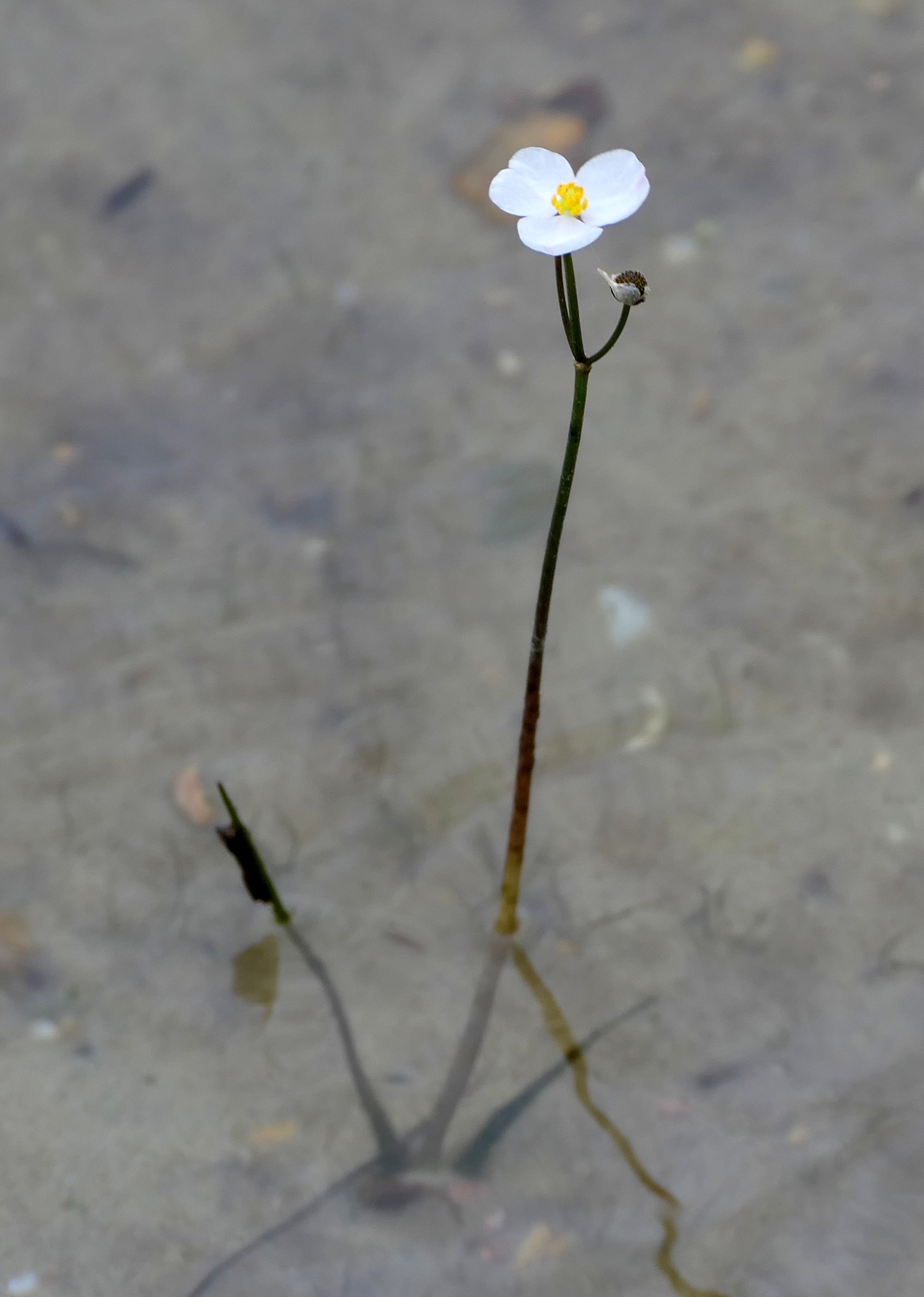 Sagittaria teres