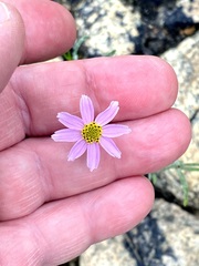 Coreopsis rosea