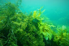 Heteroscarus acroptilus