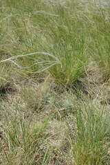 Stipa lessingiana