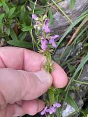 Stachys hyssopifolia