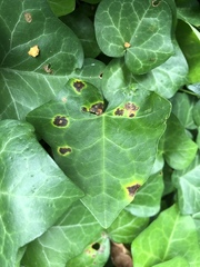Xanthomonas campestris hederae