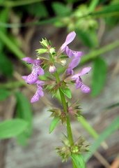 Stachys hyssopifolia