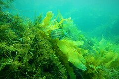 Heteroscarus acroptilus