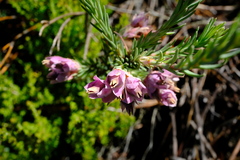 Erica glauca elegans