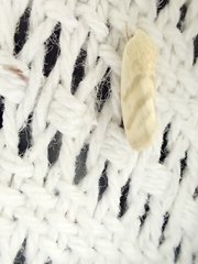 Earias paralella