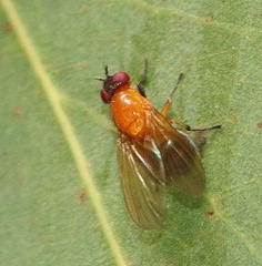 Sapromyza