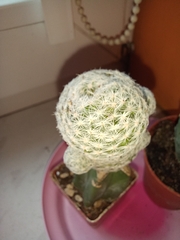 Mammillaria humboldtii