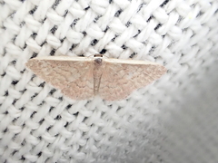Idaea inversata