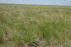 Stipa lessingiana