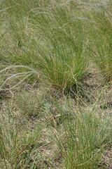 Stipa lessingiana