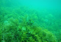 Heteroscarus acroptilus