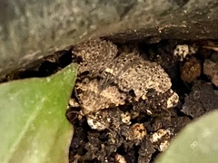 Metalectra quadrisignata