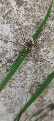 Araneae