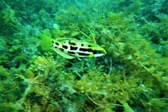 Heteroscarus acroptilus