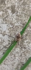 Araneae