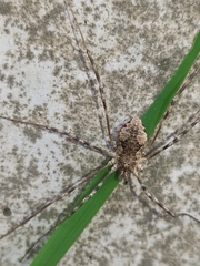 Araneae