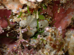 Didemnum psammatodes