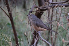 Colluricincla harmonica rufiventris