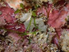 Didemnum psammatodes