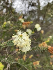 Melaleuca squarrosa