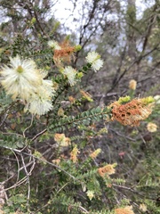 Melaleuca squarrosa