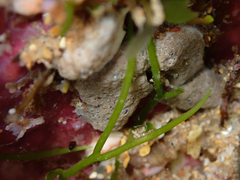 Didemnum psammatodes