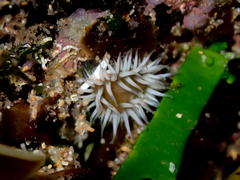 Anthothoe albocincta