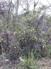 Melaleuca squarrosa
