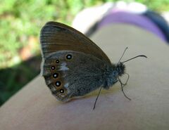 Coenonympha glycerion