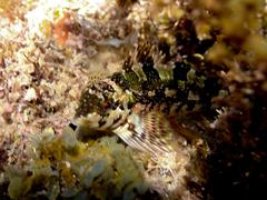 Chironemus marmoratus