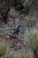Colluricincla harmonica rufiventris
