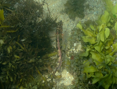 Eupetrichthys angustipes