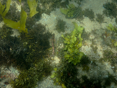 Eupetrichthys angustipes