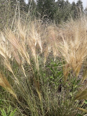 Aristida murina