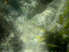 Platycephalus fuscus