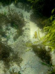 Platycephalus fuscus