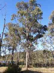 Eucalyptus globulus bicostata