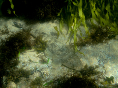 Platycephalus fuscus