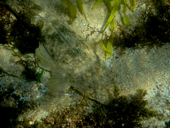 Platycephalus fuscus