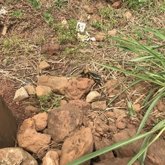 Hemicentetes semispinosus