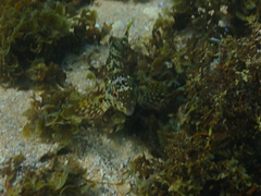 Chironemus marmoratus