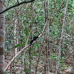 Callosciurus finlaysonii