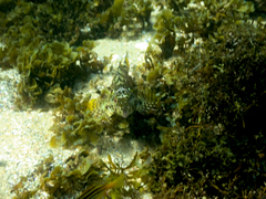 Chironemus marmoratus