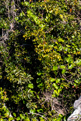 Acridocarpus natalitius