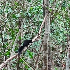 Callosciurus finlaysonii